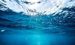 Rekor sıcaklıklar okyanus ekosistemini olumsuz etkiliyor