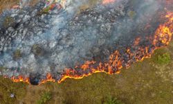 Sinop'ta orman yangını çıktı! 5 hektarlık alan zarar gördü