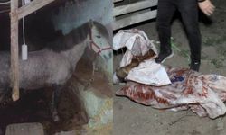 Dehşete düşürdü! İstanbul'da 'at eti kesim merkezi' basıldı