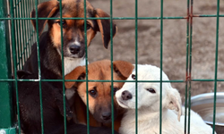 Antalya'da hayvanseverler sokağa döküldü: CİMER'e başvuracaklar