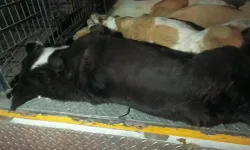 İzmir'de 6 köpek zehirlenerek öldürüldü: Sayı artabilir denildi!