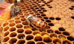 Pestisitlerin yaygın kullanımı, bal arılarını tehdit ediyor