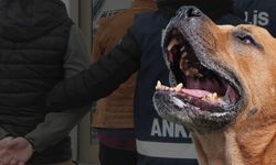 Hastalık taşıyan köpekleri Ankara'ya getirdikleri iddia edilmişti: 2 sanığın 4 yıla kadar hapsi isteniyor
