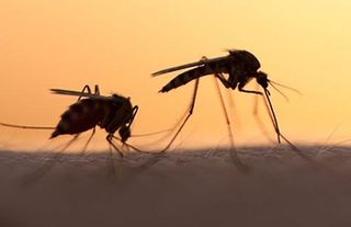 Avrupa'da korkutan salgın alarmı: Sivrisinek kaynaklı hastalıklar yayılıyor