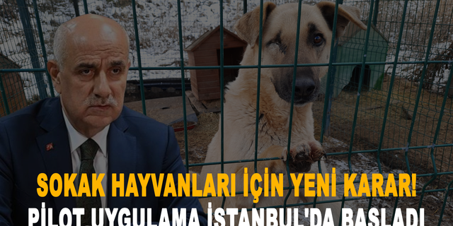 Sokak hayvanları için yeni karar! Pilot uygulama İstanbul'da başladı