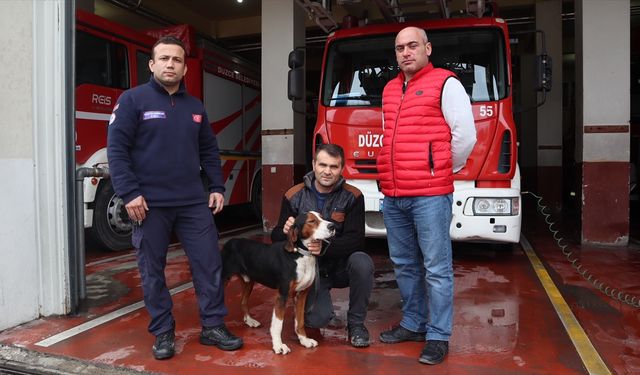 DÜZCE - Dere yatağında mahsur kalan köpek itfaiye ekiplerince kurtarıldı