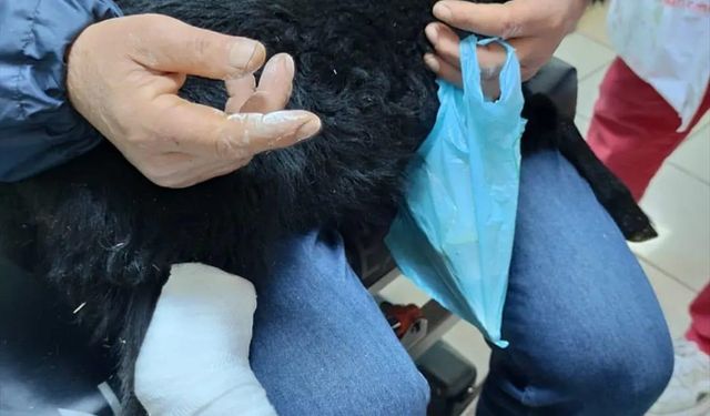 RİZE - Ayağı kırılan kuzu veteriner bulunamayınca hastanede tedavi edildi