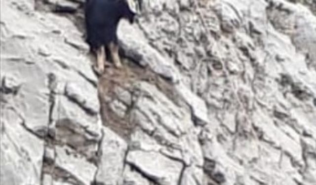 ADIYAMAN - Kayalıklarda mahsur kalan keçi AFAD ekiplerince kurtarıldı