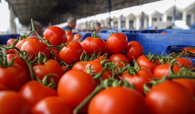 Antalya Toptancı Hali'nde yaş sebze fiyatları yaklaşık yüzde 50 düştü