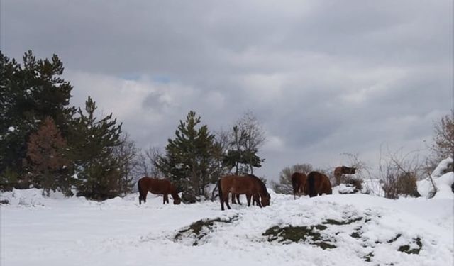 BOLU - Yılkı atları için karla kaplı yaylalara yem bırakıldı