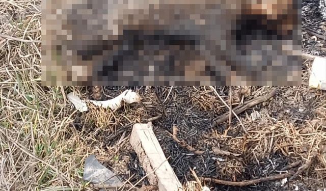 Kedinin yakılarak öldürüldüğü iddiası