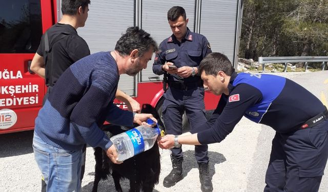 Fethiye'de çukurda mahsur kalan keçi kurtarıldı