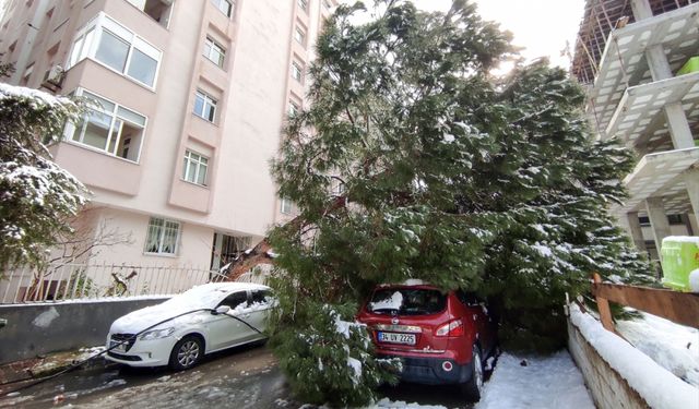 İstanbul'da dallarında kar biriken ağaç otomobilin üzerine devrildi