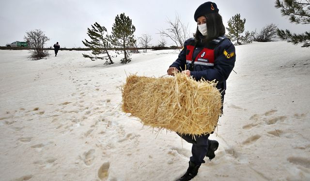 Jandarma kış aylarının çetin geçtiği dağlarda yaban hayvanlarını aç bırakmıyor