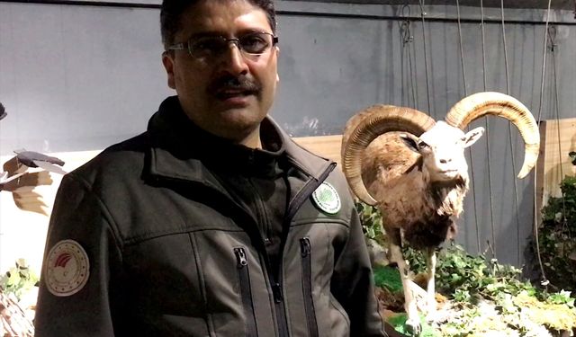 KIRŞEHİR - Yaban koyunlarının Kırşehir dağlarındaki serüveni klip oldu