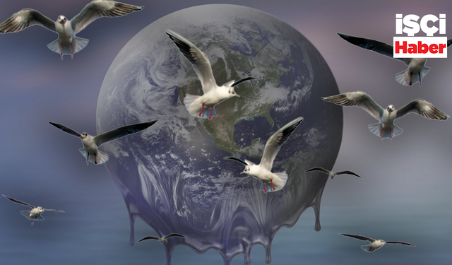 Küresel ısınmanın etkisiyle kuşlar daha erken yumurtluyor