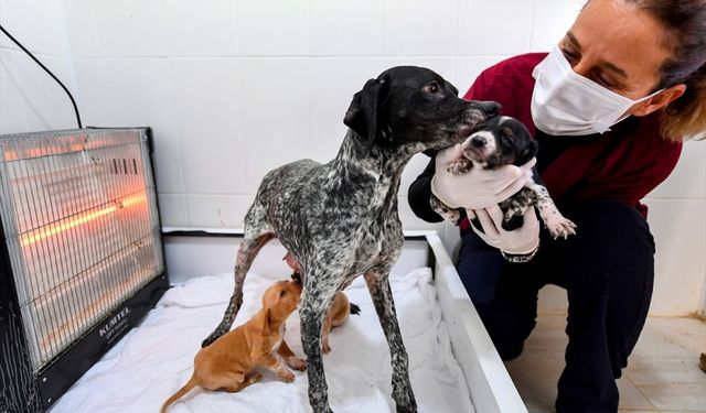 Mersin'de yağmur altında kalan köpek ve yavruları korumaya alındı
