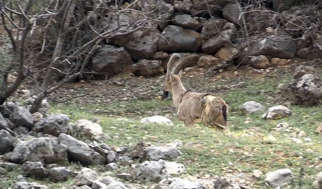 ADIYAMAN - Özel bakımla yaşama tutunan dağ keçisi Adıyaman'da doğaya bırakıldı