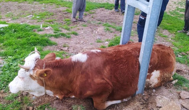 Adıyaman'da elektrik direğine sıkışan inek kurtarıldı