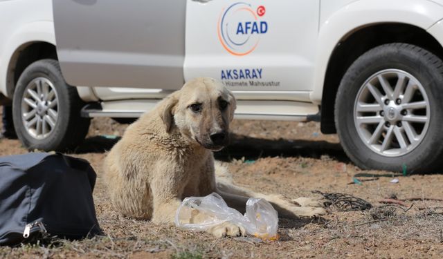 Aksaray'da kuyuya düşen köpeği AFAD ekipleri kurtardı