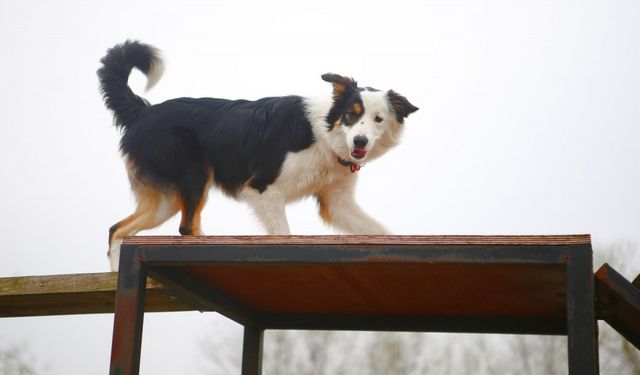 Arama kurtarma köpekleri eğitimlerle göreve hazırlanıyor