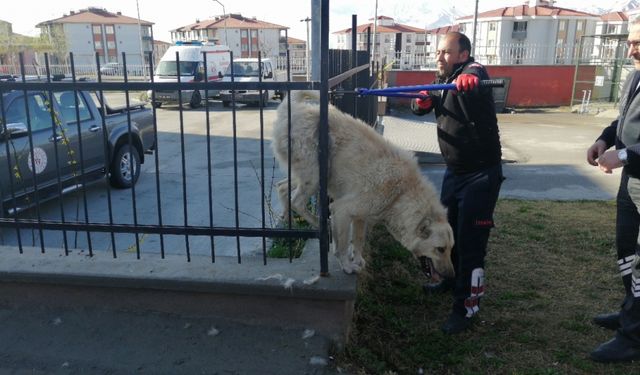 Erzincan'da demir parmaklıklara sıkışan köpek kurtarıldı