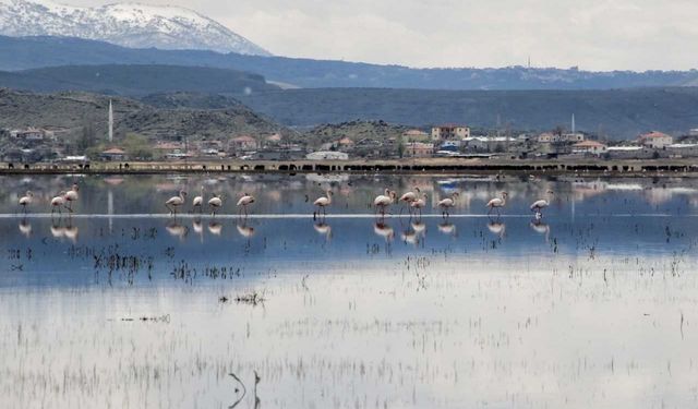 Flamingolar Kayseri'ye gelmeye başladı