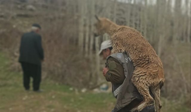 Kahramanmaraş'ta fahri av müfettişi hasta yaban keçisini 3 kilometre sırtında taşıdı
