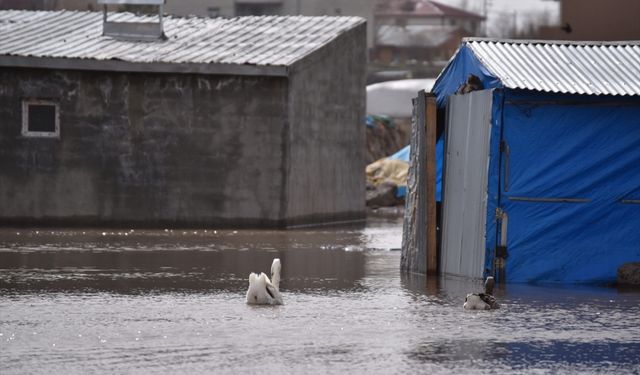 Kars'ta karların erimesi nedeniyle 10 ev ve bazı ahırları su bastı