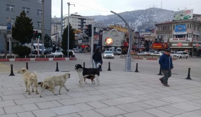 Başıboş köpek sorunu, Erdoğan'ın gündeminde