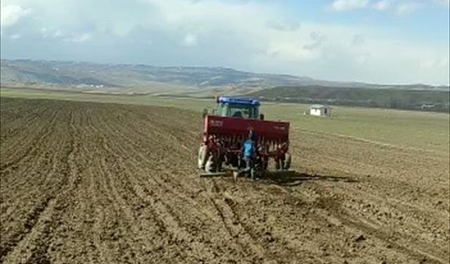 Van'da çiftçilere dağıtılan 100 ton arpa tohumu toprakla buluştu