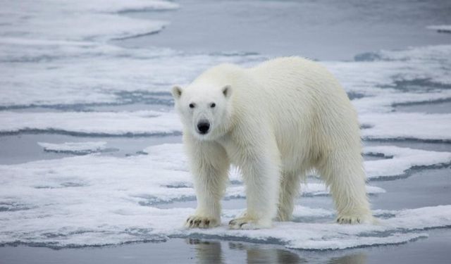 Kutup ayılarının iklim değişikliğine karşı savaşı