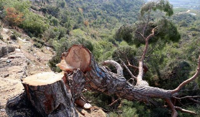 Kestikleri ağaç, baba ve oğlunu hayattan kopardı