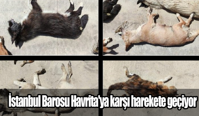 İstanbul Barosu Havrita'ya karşı harekete geçiyor