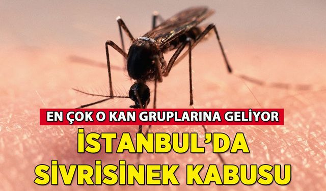 İstanbul'da sivrisinek kabusu: Hastaneye başvurular artıyor