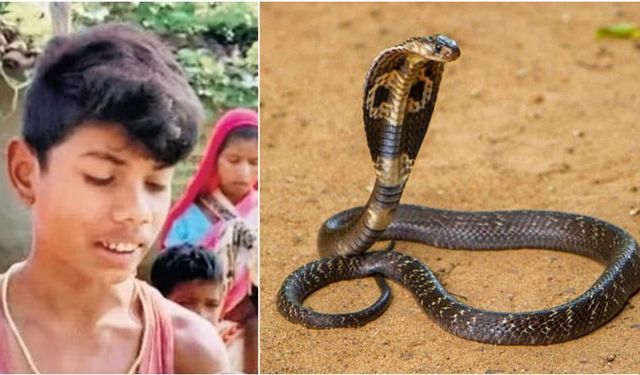 Hindistan'da 8 yaşındaki çocuğun ısırdığı kobra öldü