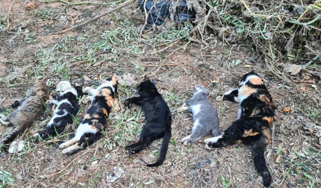 Ölüm sebebpleri bilinmeyen 15 kedi için araştırma başlatıldı