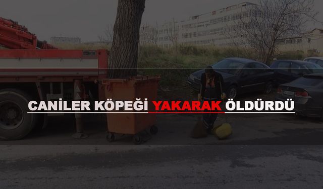 Zeytinburnu'nda dehşet: Köpeği yakarak öldürdüler