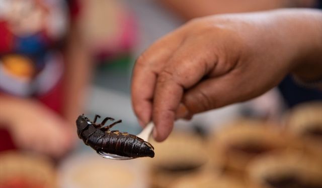 Meksika'da, Yenilebilir Böcek Festivali düzenlendi