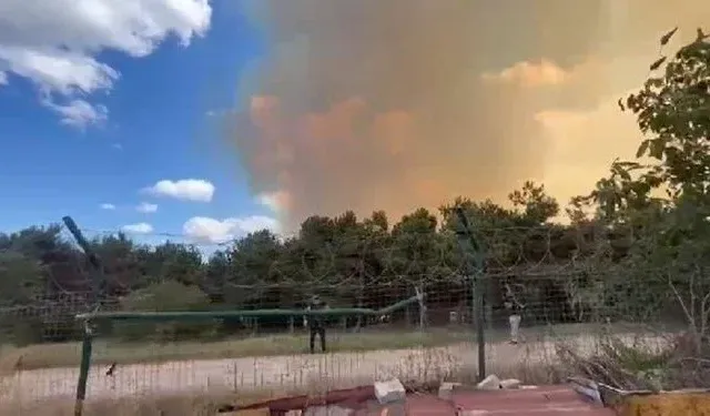 İstanbul Sultangazi'de orman yangını!