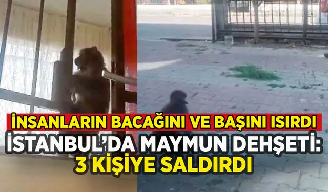 İstanbul'da maymun dehşeti: 3 kişiyi hastanelik etti