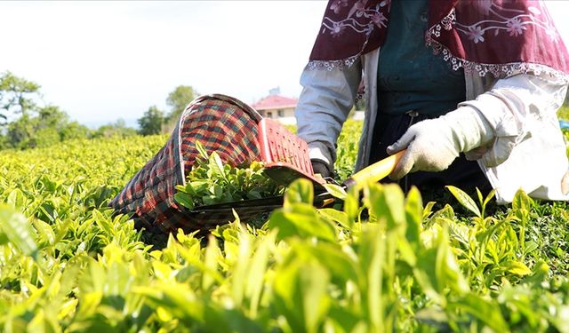 Çay üreticilerine 1 milyar 763 milyon liralık destek ödemesi!
