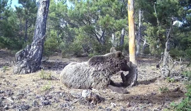 Kaz Dağları'nın eteklerinde ayı kameralara takıldı