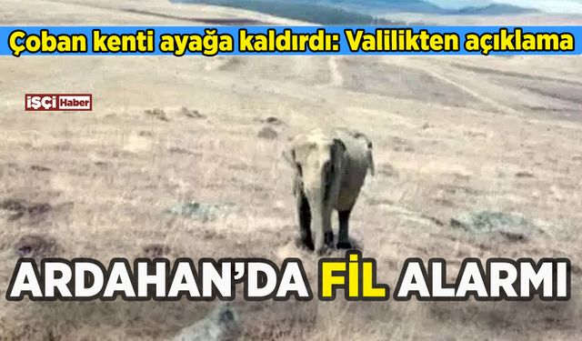 Ardahan'da fil alarmı: Çoban kenti ayağa kaldırdı