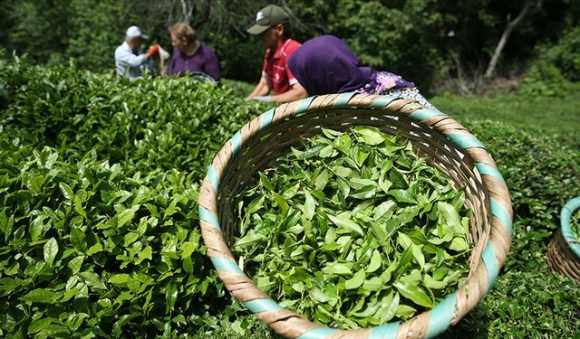Rize'nin çay ihracatında büyük artış!