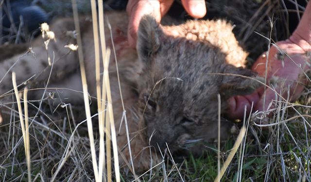 Şanlıurfa'da bulunan yavru aslan koruma altına alındı!