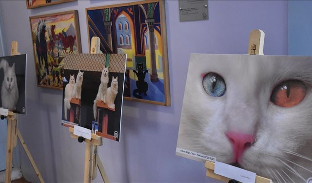 Tahran'da "Türk Kedileri" sergisi açıldı