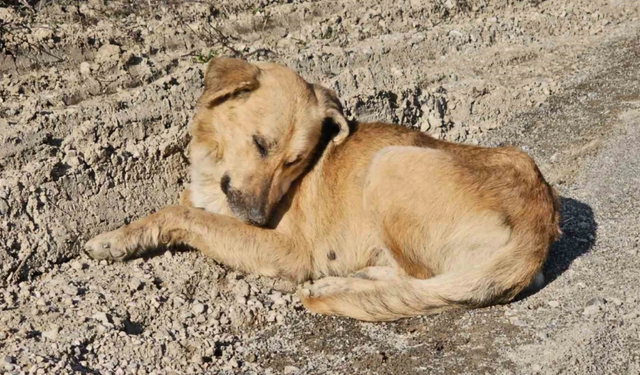Dehşet veren olay: Uyuşturularak araziye atılmış 10 köpek bulundu