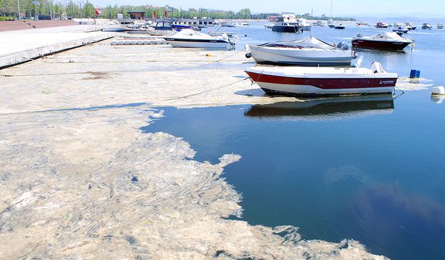 Marmara Denizi’nde denizanası popülasyonunda ve kirlilikte korkutan artış