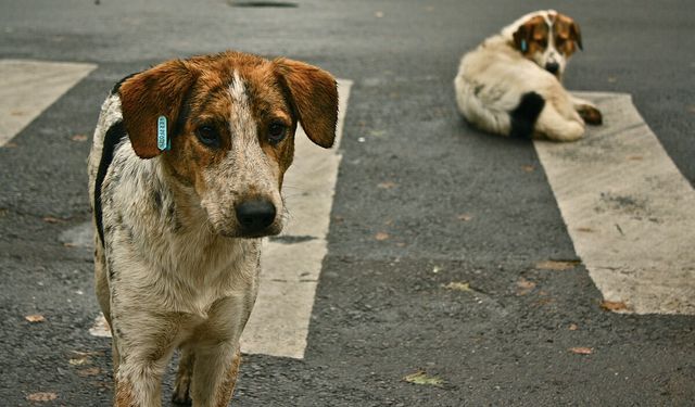 Balıkesir’de köpeği ezerek öldüren taksici 7 bin lira para cezasıyla kurtuldu